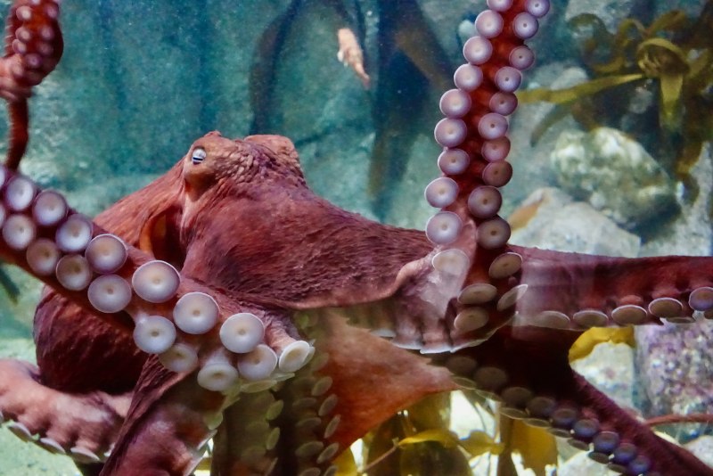 Enteroctopus dofleini