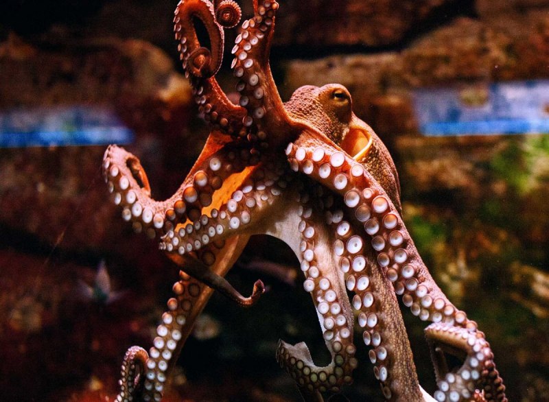 Giant Pacific Octopus