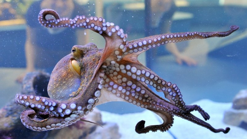 Enteroctopus dofleini