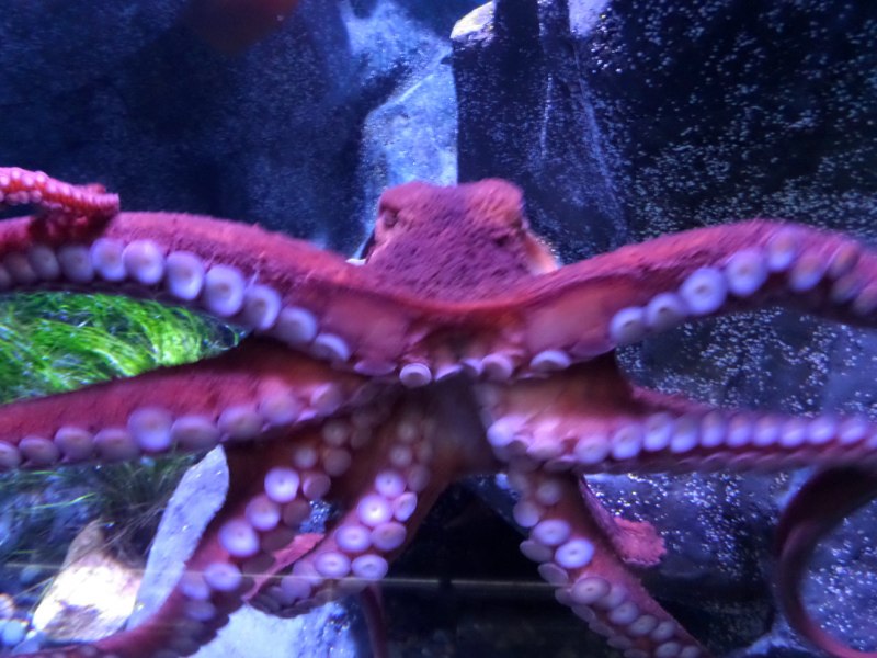 Enteroctopus dofleini