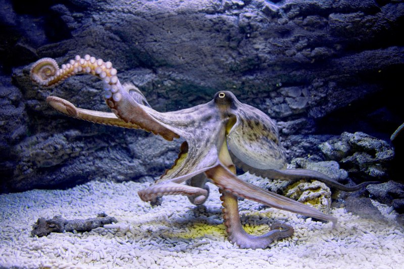 Giant Pacific Octopus