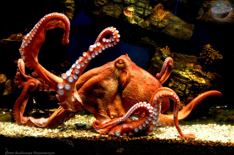 Осьминог Octopus vulgaris