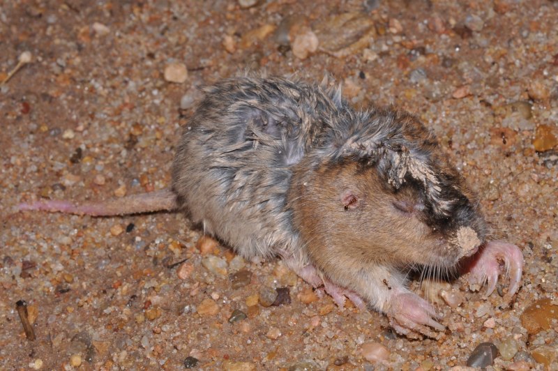 Ellobius talpinus