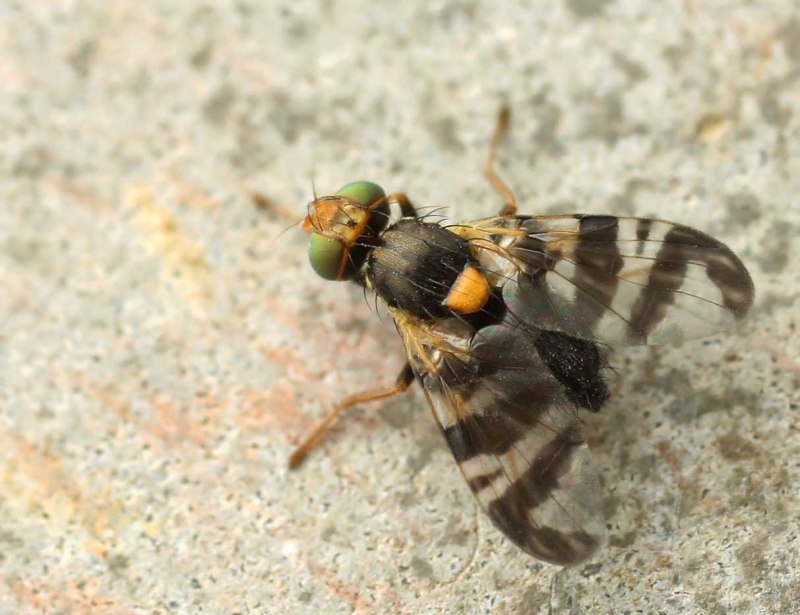 Восточная вишневая муха (54 фото)