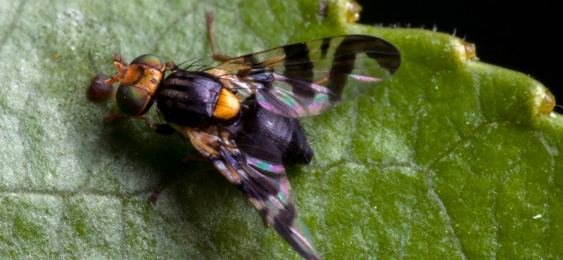 Вишневая Муха Rhagoletis Cerasi