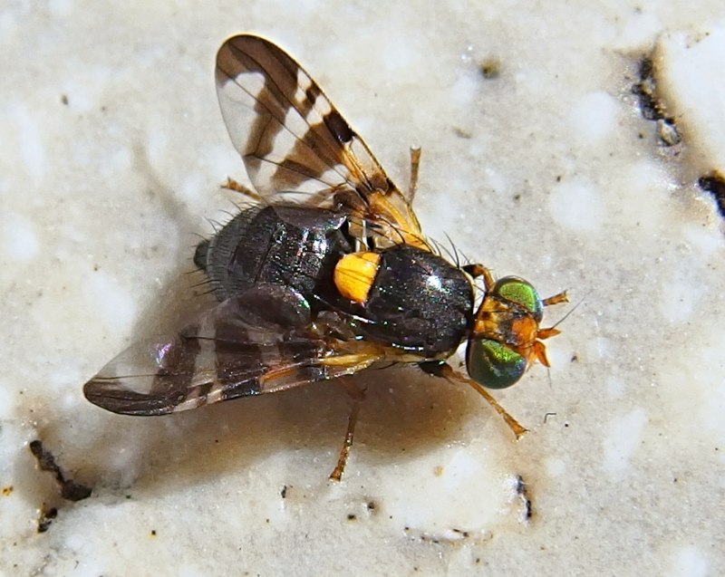 Rhagoletis cingulata