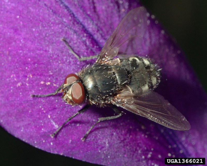 Восточная Вишневая Муха Rhagoletis cingulata Loew.