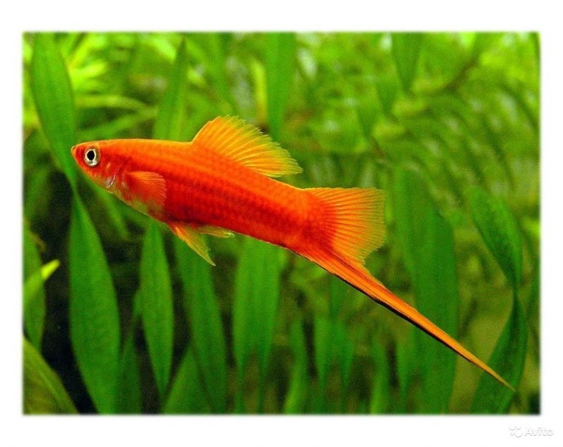 Меченосец Берлинский Xiphophorus helleri