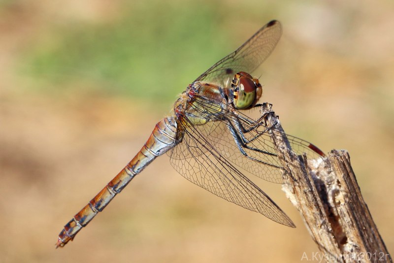 Дедка желтоногий (Stylurus flavipes)