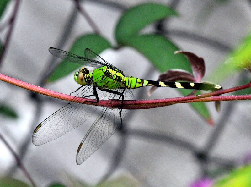 Somatochlora alpestris