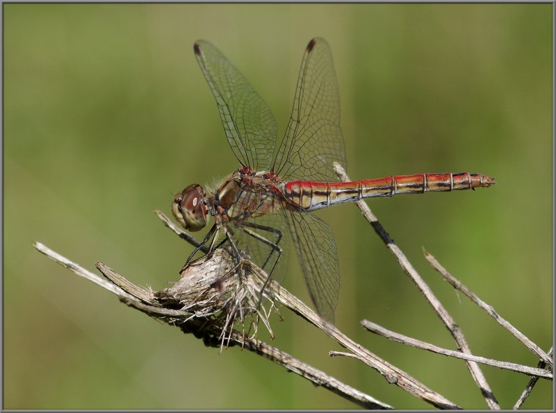 Gomphus flavipes