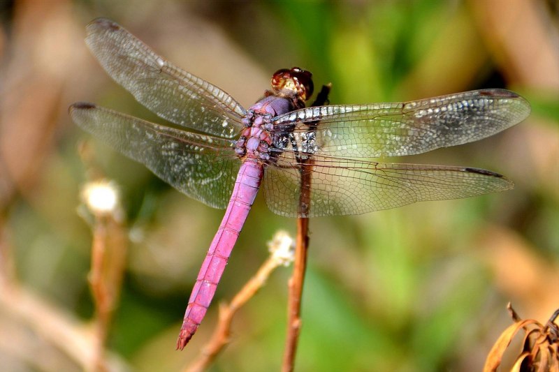 Стрекоза Austrophlebia costalis