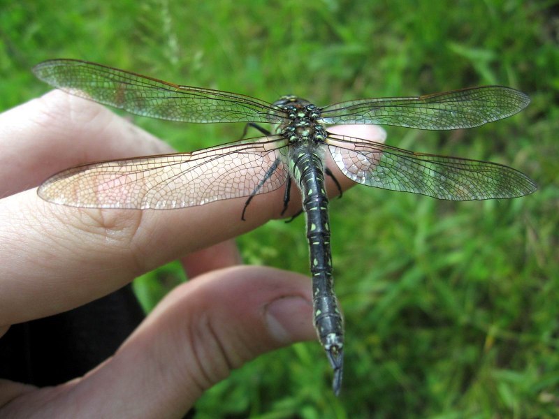 Gomphidae личинки