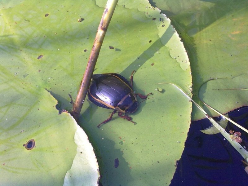 Жук-плавунец Dytiscus marginalis