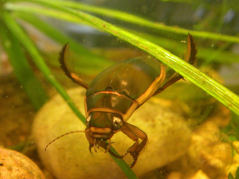Водяной Скорпион NEPA cinerea