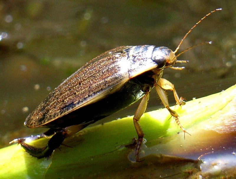 Широкий плавунец Dytiscus Latissimus