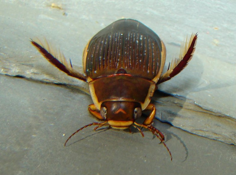 Широкий плавунец Dytiscus Latissimus