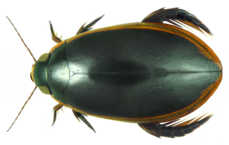 Hydrophilus piceus