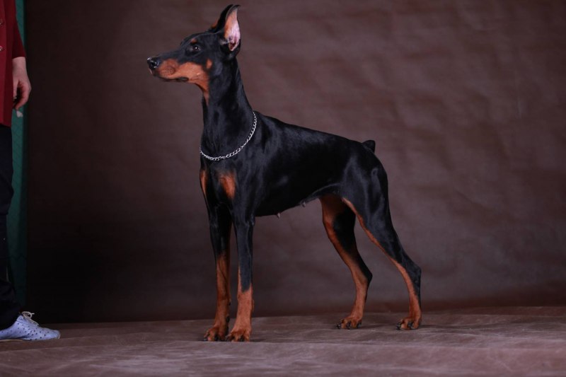 Той Фокстерьер (Fox Terrier Toy)