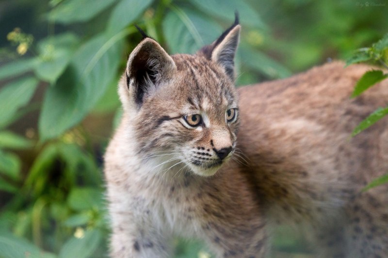 Lynx Cub