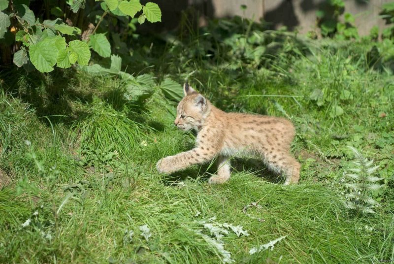 Дикие маленькие кошки в природе