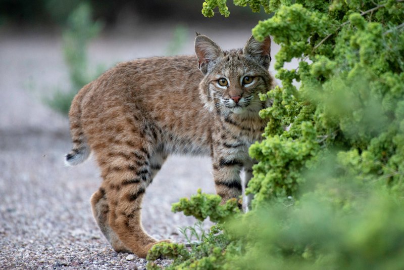 Бобкэт кот Рысь
