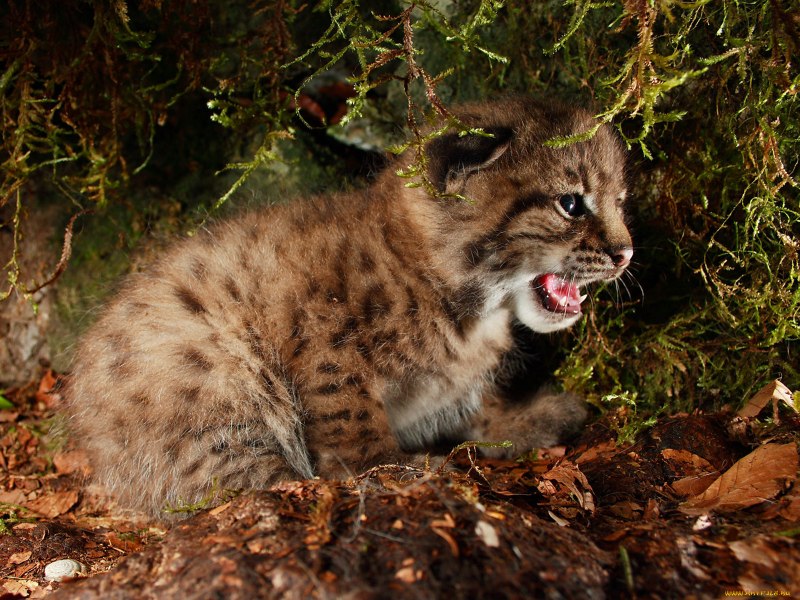 Lynx Cub