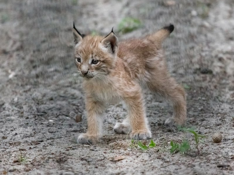 Рысь (Lynx Lynx) в дикой природе
