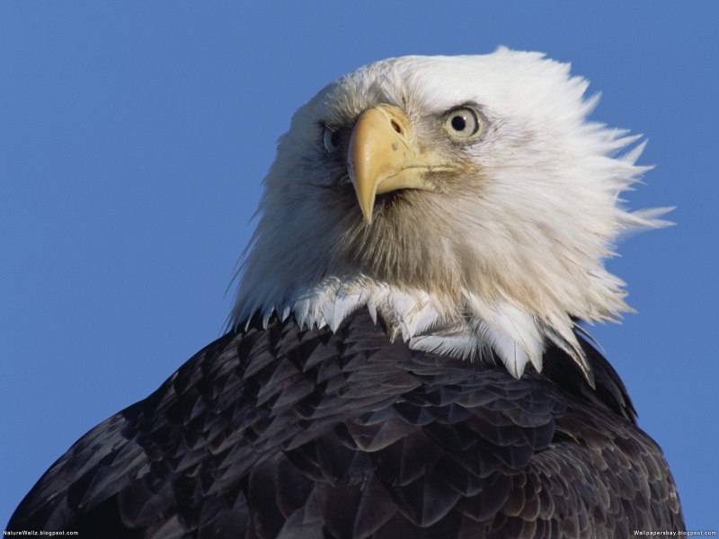 Орлан-белохвост Haliaeetus albicilla