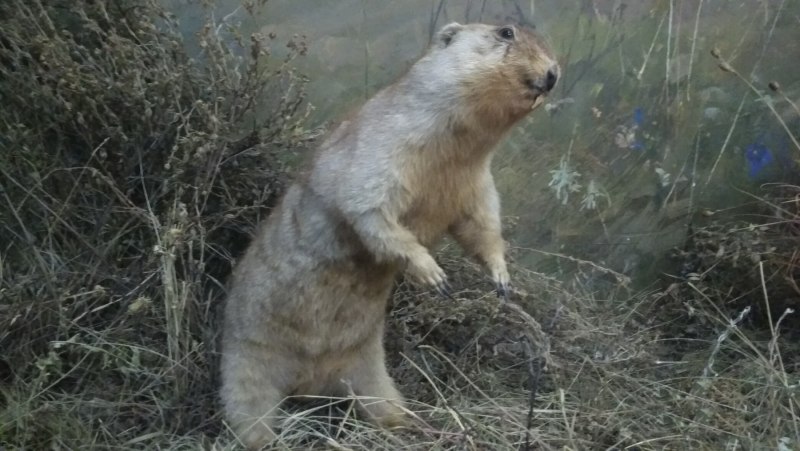 Седой сурок (Marmota caligata)