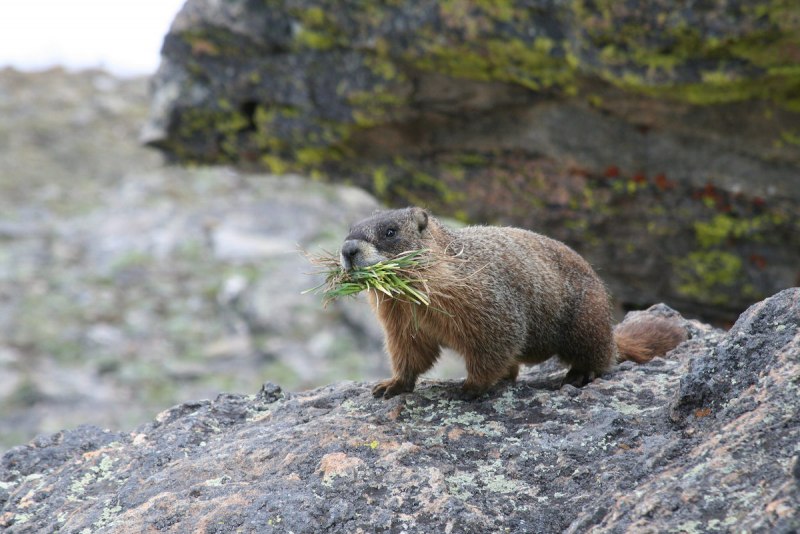 Черношапочный сурок (Marmota camtschatica)