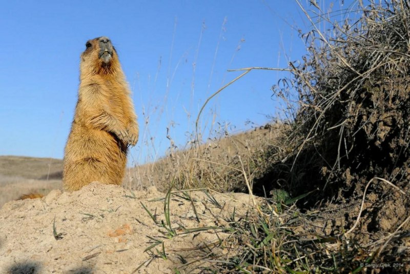 Монгольский сурок (Marmota sibirica)