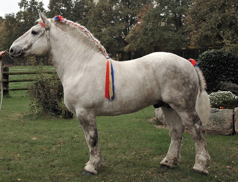 Першеронская лошадь (62 фото)