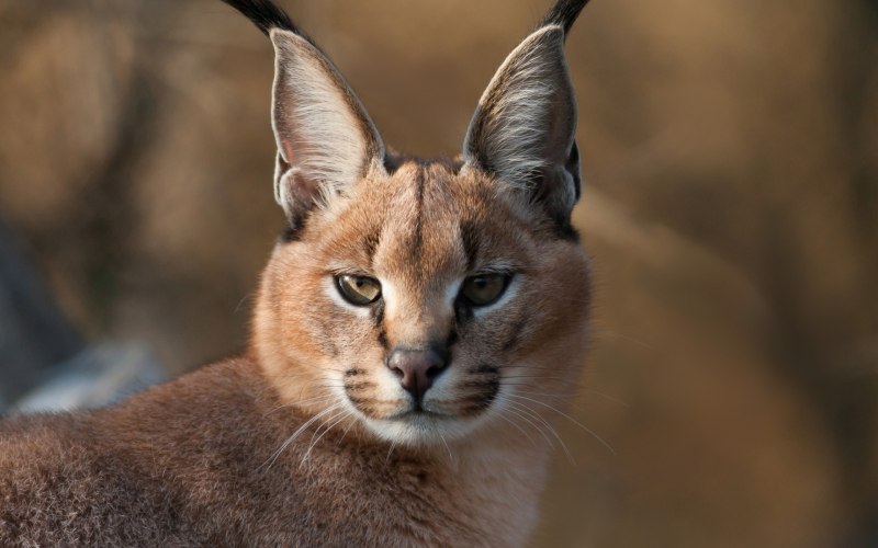 Дикий кот каракал
