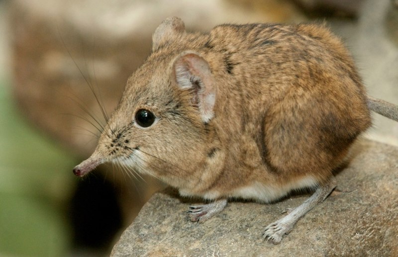Длинноухий прыгунчик (Elephant Shrew)