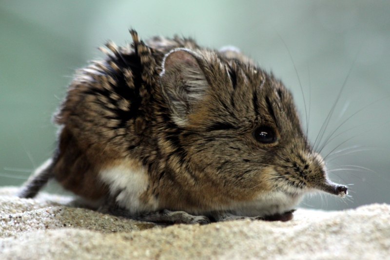 Длинноухий прыгунчик (Elephant Shrew)