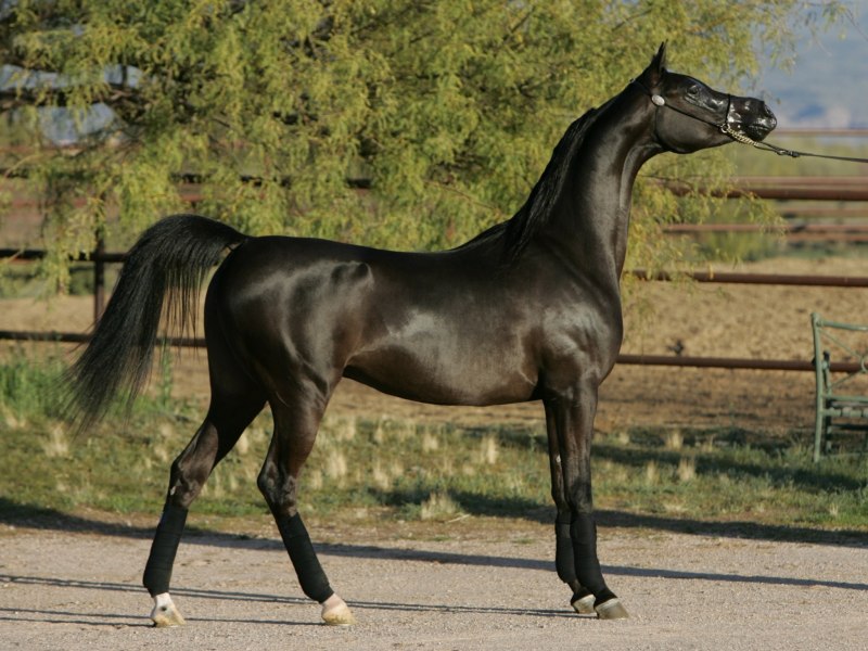 Андравидская лошадь (62 фото)
