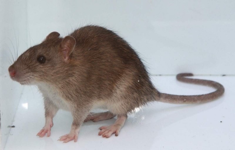 Серая крыса (Пасюк) - Rattus norvegicus.