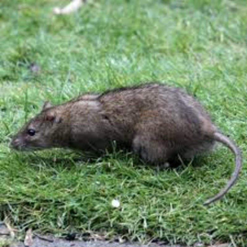 Серая крыса (Пасюк) - Rattus norvegicus.