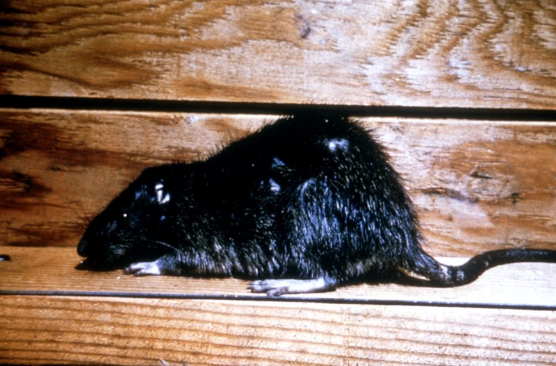 Мышь домовая (mus musculus l.