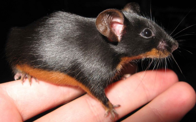 Mus musculus домовая мышь