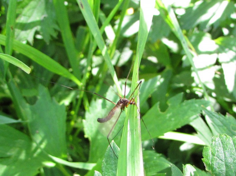 Tipula paludosa – комар долгоножка