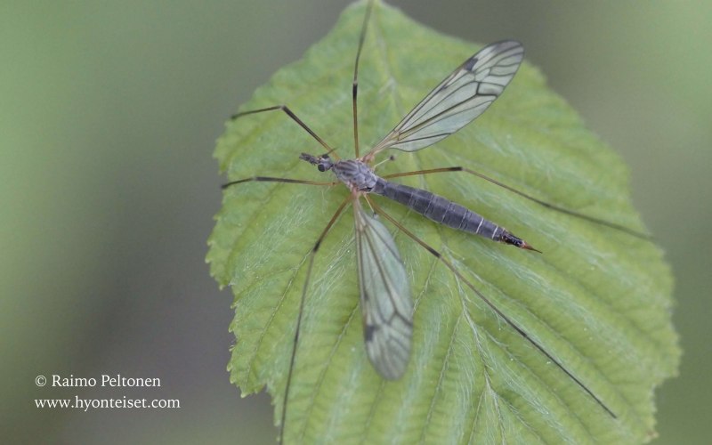 Tipula paludosa – комар долгоножка