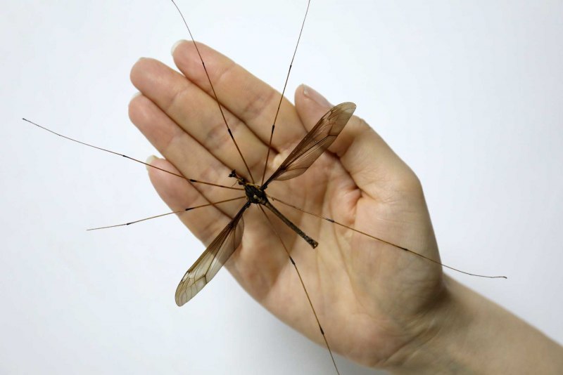 Двукрылые: Tipulidae