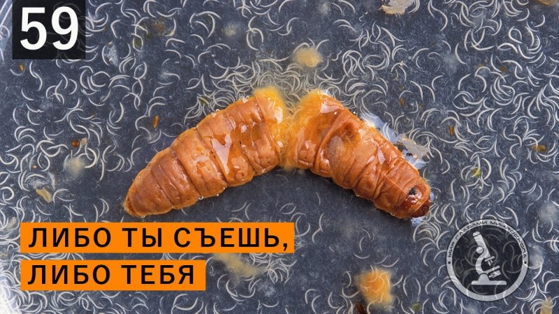 Комар долгоножка полосатый