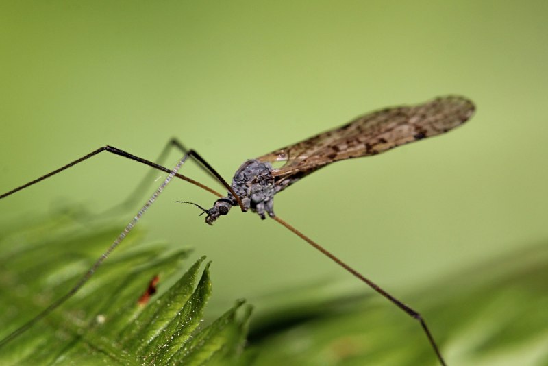 Семейства Trichoceridae