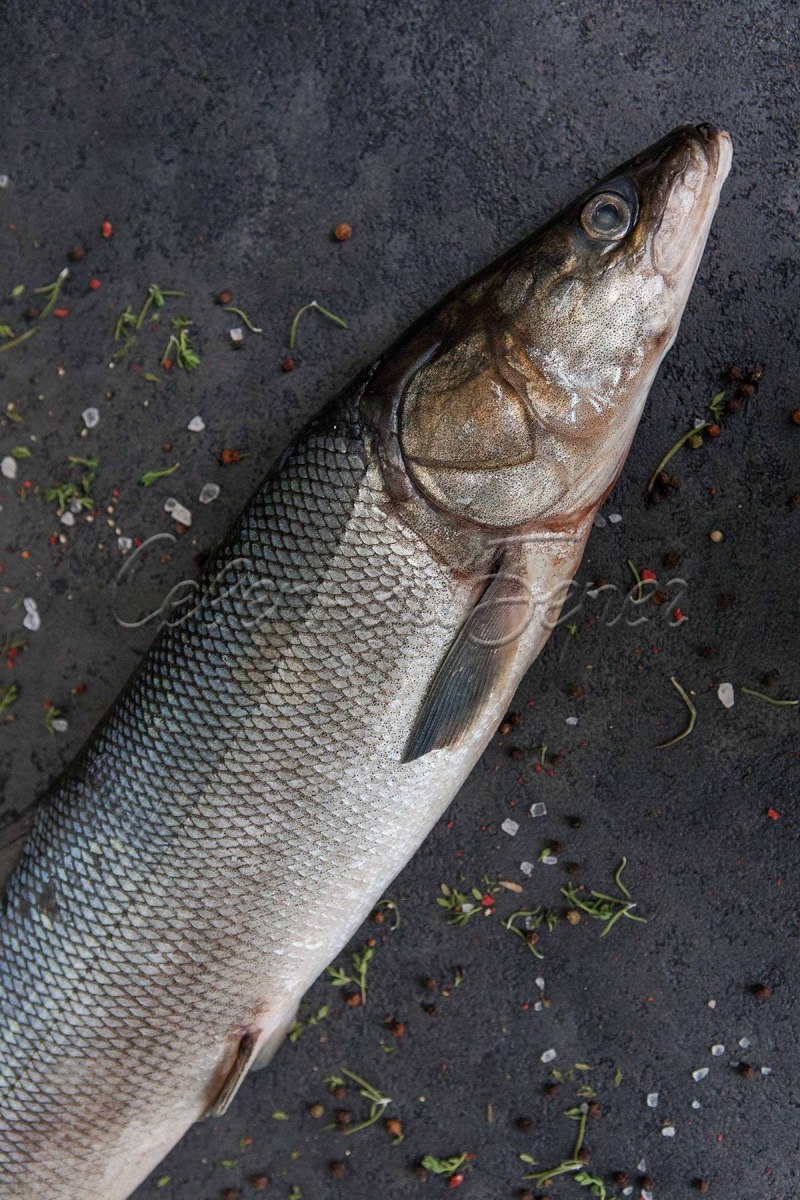 Нельма (Stenodus leucichthys)