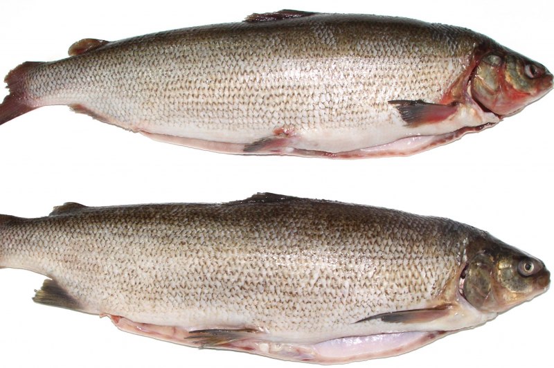 Белорыбица - Stenodus leucichthys (
