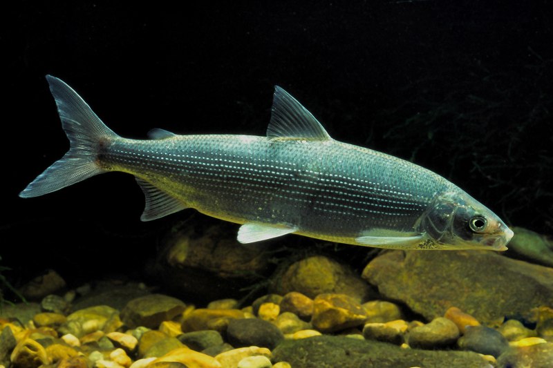 Нельма (Stenodus leucichthys)