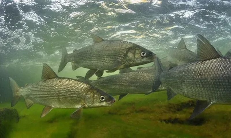Кижуч (Oncorhynchus kisutch)